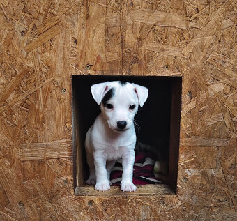 Jack Russell teriér - 8