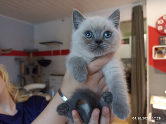 Britský kocour ke krytí - 8