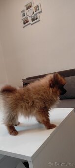 Špic pomeranian s pp štěňata - 8