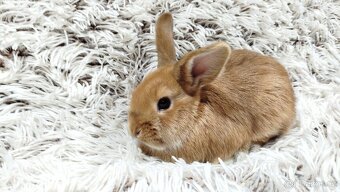 Zakrslý králík, králíček - LILI - 8