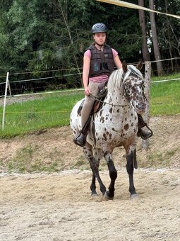 Apaloosa pony - 8