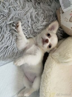 Čivava dlouhosrstá s PP - 8