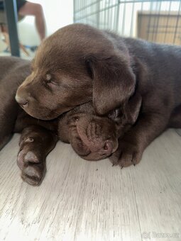 Štěňata Labradorský retrívr - 8