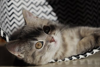 Britské modré krátkosrsté kotě, koťátko, kočka - 8