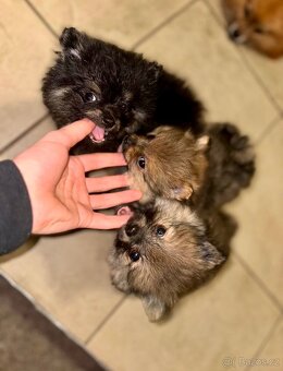Pomeranian / trpasličí německý špic - 8