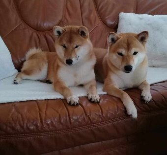 Shiba inu - 8