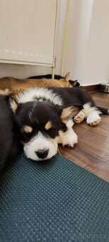 Welsh corgi pembroke s PP - 8