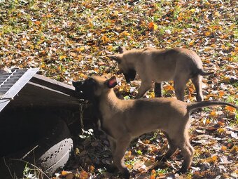 Belgicky ovcak malinois - 8