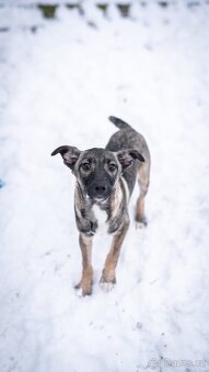 Anna - 4měsíční štěně, malá veselá holčička - 8