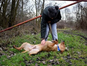 CHULIO K ADOPCI - 1 ROK, UMAZLENÝ, HODNÝ, VHODNÝ K DĚTEM - 8