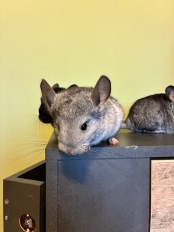 Činčila samička REZERVACE - 8