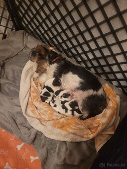 Biewer Yorkshire Teriér - 8