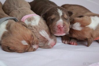 American Bully XL - 8