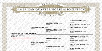 Quarter Horse 2,5 ročná kobylka - 8
