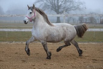 Reprezentativní barokní klisna REZERVACE - 8