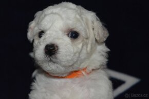 BICHON FRISE - BIŠONEK  s PP - 8