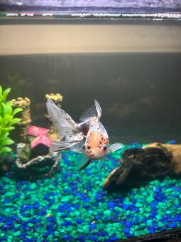 Prodám větší zavojnatky oranda calico a black - 8