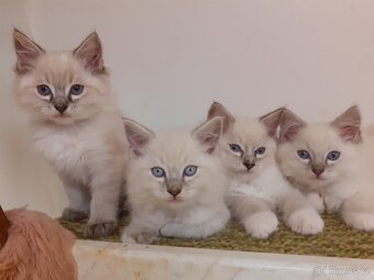 Kocour Ragdoll ke krytí - 8