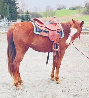 Klisna QH 2 roky - 8