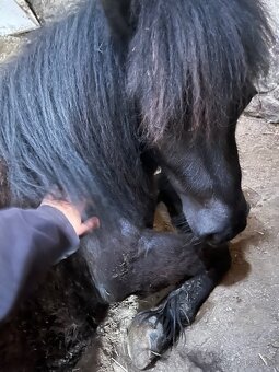 Mini pony valášek - 8