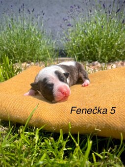 Americký stafordšírský teriér s PP - 8