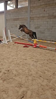 Welsh pony valach,prodej /pronajem - 8