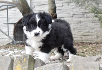 Border kolie s PP - 8