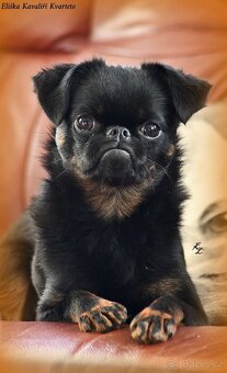 brabantík - štěňata s pp - fena - 8