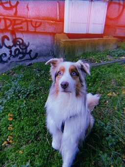 Australský ovčák ke krytí - 8