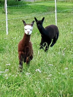 Černý alpačí sameček - 8