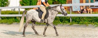 Pony valach welsh - 8