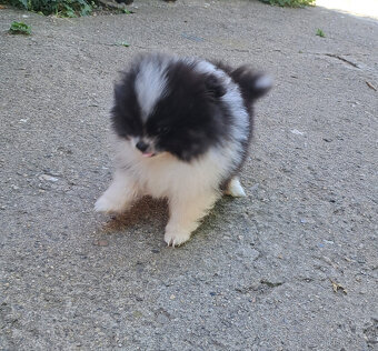 Bleky – roztomilé štěňátko pomeraniana hledá domov - 8