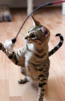 Savannah kocka F3 - 8