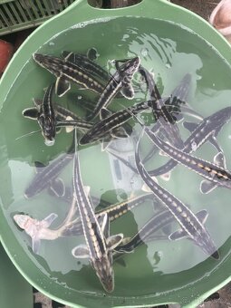 Prodám jesetery - 8