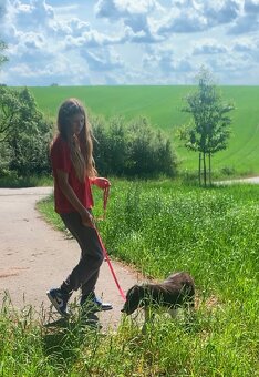 Border kolie - 8