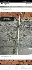 Velké hrubé kmeny do terária nebo akvária, větve živé vrby - 8