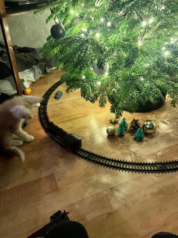 Koťata Mainská mývalí bez PP - 8