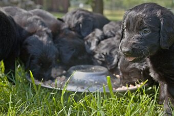 Flat coated retriever štěňata s PP - 8