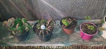 Různé druhy rostlin - 8