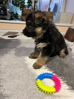 Štěňátka - Německý Ovčák - 8
