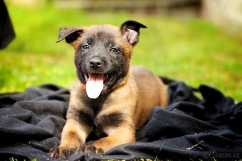 Belgický ovčák Malinois - 8