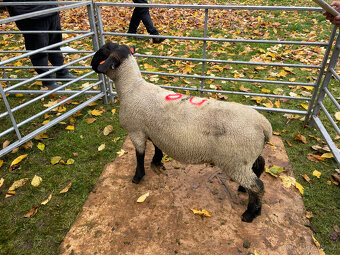 Plemenné beránky Suffolk - 8