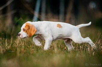 Anglický pointer s PP - 8