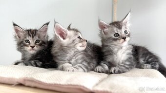 Mainská Mývalí s PP Maine Coon - 8