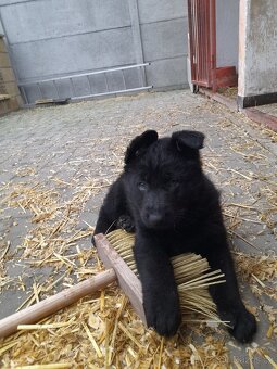 prodám štěňata Německého ovčáka s PP - 8