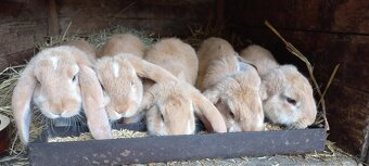 Francouzský  beran - 8