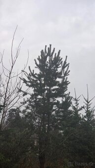 Vanoční smrky, borovice, douglasky - 8