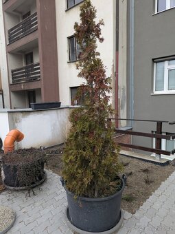 Velké květníky průměr 80cm + misky + zemina a rostliny - 8