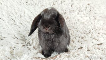 Zakrslý beránek, králíček, králík - ELLA - 8