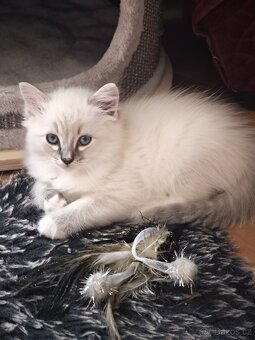 Ragdoll kocourek bez PP - 8